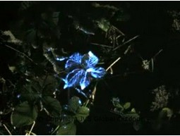 Blue Star bloed onthullende vulling BL-501