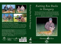 Rutting Roe Bucks in Hungary