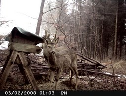 Wild camera 12MP