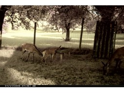 Wild camera 12MP