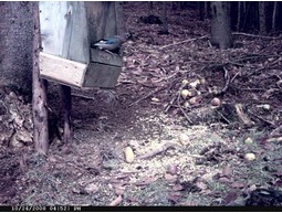 Wild camera 12MP