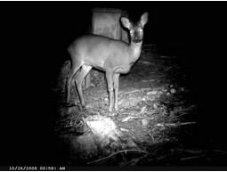 Wild camera 12MP