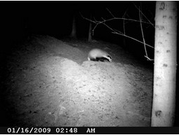 Wild camera 12MP