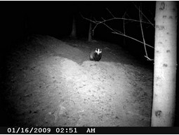Wild camera 12MP