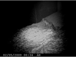 Wild camera 12MP