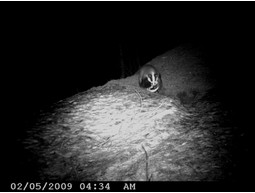 Wild camera 12MP