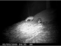 Wild camera 12MP