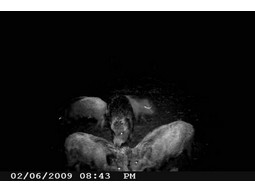 Wild camera 12MP