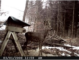 Wild camera 12MP