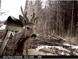 Wild camera 12MP