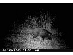 Wild camera 12MP