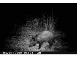 Wild camera 12MP