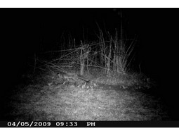 Wild camera 12MP