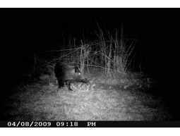 Wild camera 12MP