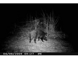 Wild camera 12MP