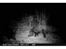 Wild camera 12MP