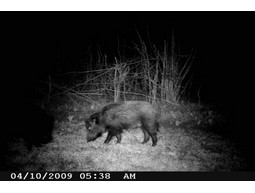 Wild camera 12MP