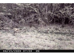 Wild camera 12MP