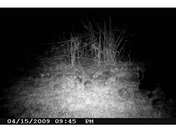 Wild camera 12MP