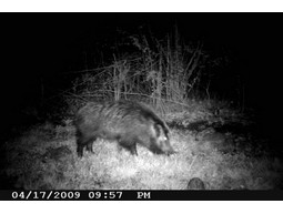 Wild camera 12MP