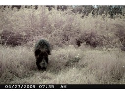 Wild camera 12MP