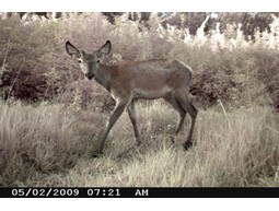 Wild camera 12MP