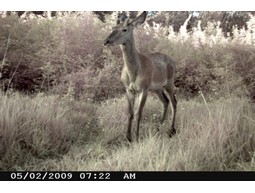 Wild camera 12MP