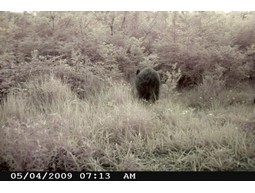 Wild camera 12MP
