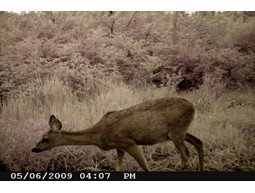 Wild camera 12MP