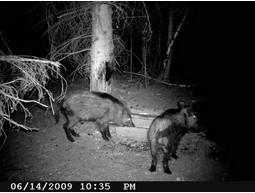 Wild camera 12MP