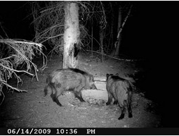 Wild camera 12MP