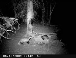 Wild camera 12MP