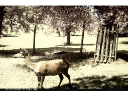 Wild camera 12MP