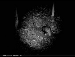 Wild camera 12MP