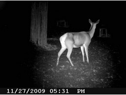 Wild camera 12MP