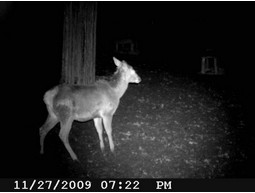 Wild camera 12MP