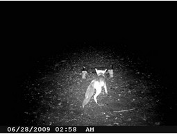 Wild camera 12MP