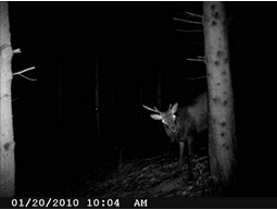 Wild camera 12MP
