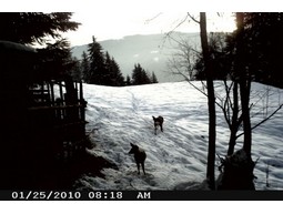 Wild camera 12MP