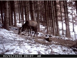 Wild camera 12MP