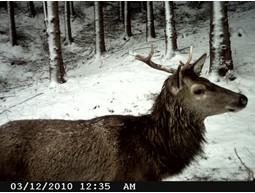 Wild camera 12MP