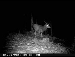Wild camera 12MP