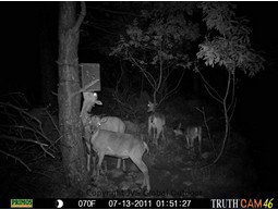 Wildcamera TRUTH Cam 46