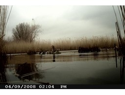 Wild camera 12MP
