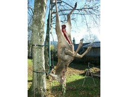 Wildlift