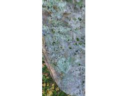 Camouflagenet Groen/gras 1,5x4m