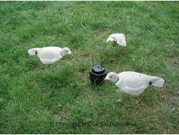 Kraaien/duiven carrousel klein zonder lokvogels