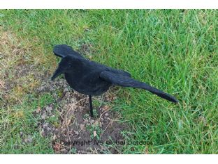 Gevleugelde beflockte kraai 10 stuks