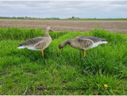 Jvs Decoys Grauwe ganzen lokkers fullbody  6 stuks (Beflockt!)