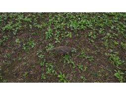 Jvs Decoys Grauwe ganzen lokkers fullbody  6 stuks (Beflockt!)